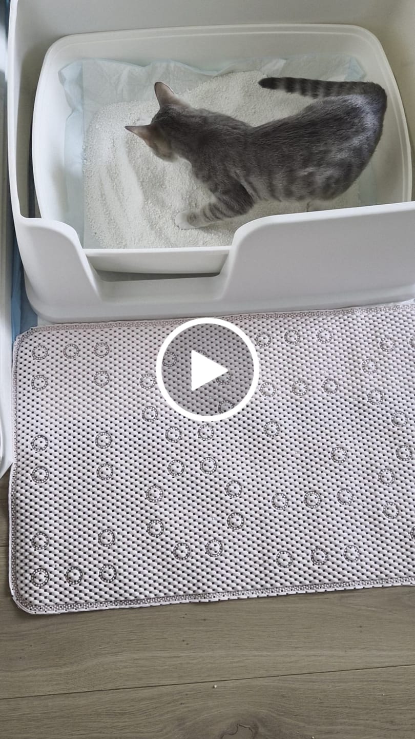Customer video review of Plant Based Cat Litter