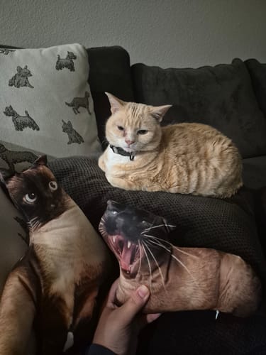 Customer photo review of Custom Pet Pillow