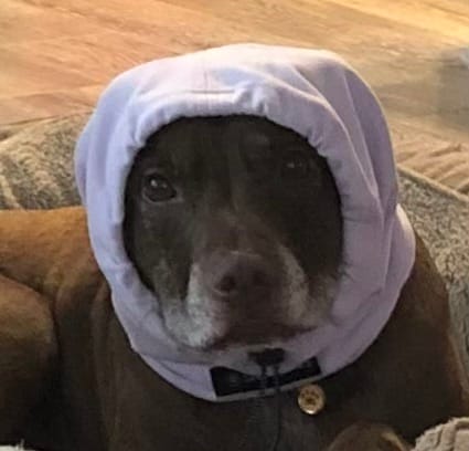 Customer photo review of Anxiety Calming Dog Earmuff Protector - Purple