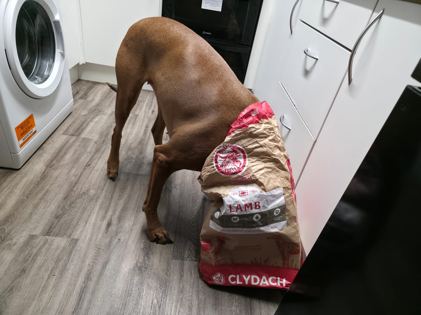 Customer photo review of Welsh Lamb Dry Food