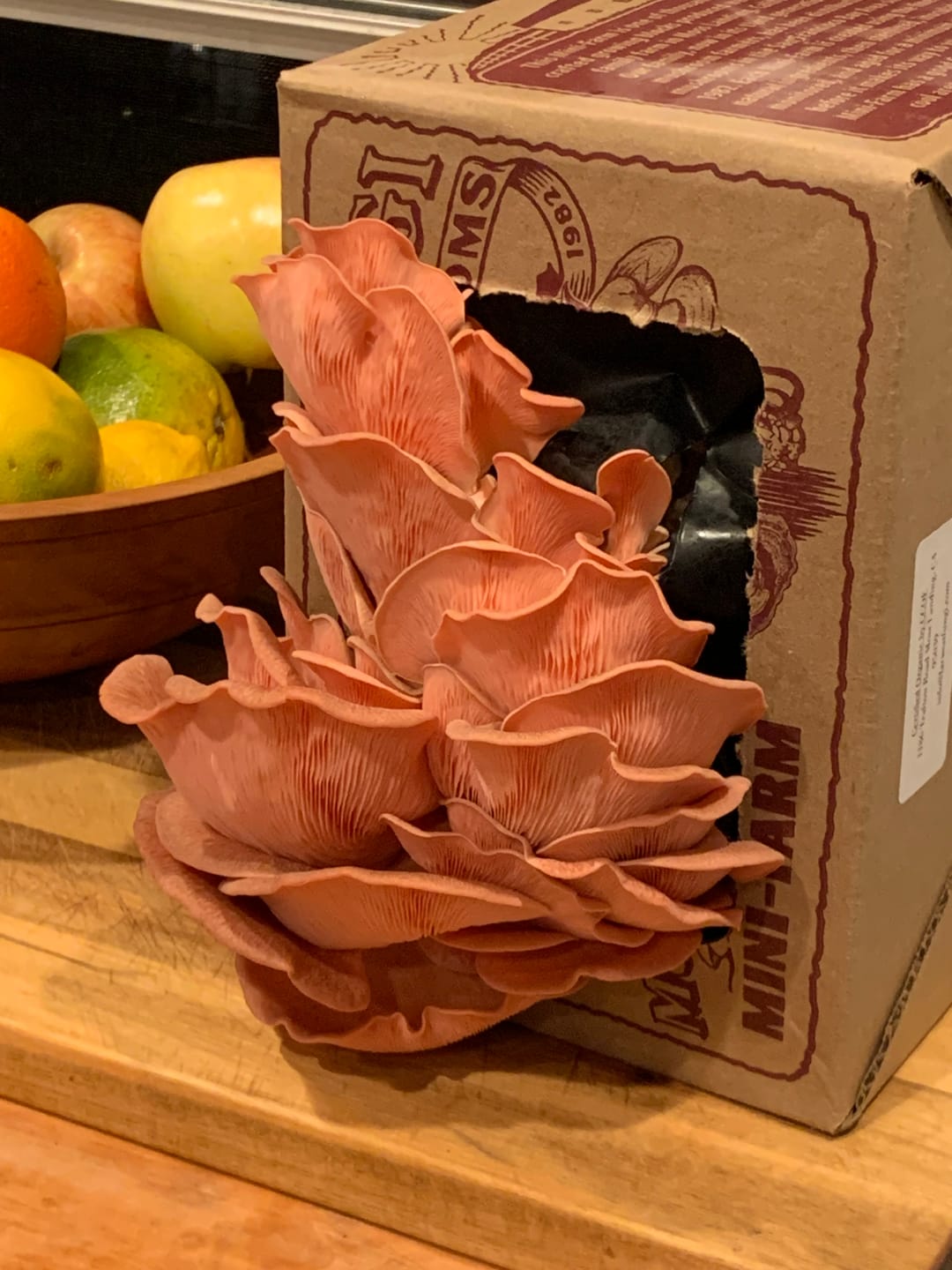 Customer photo review of Pink Oyster Mushroom Mini-Farm Grow Kit