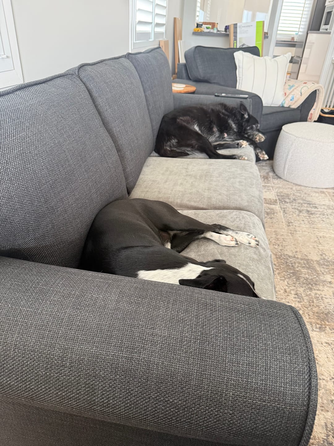Customer photo review of Performance+ Couch Covers