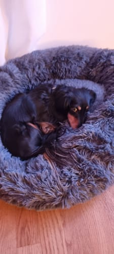 Customer photo review of Puppery Hundebett Wolke 7 - Das Original