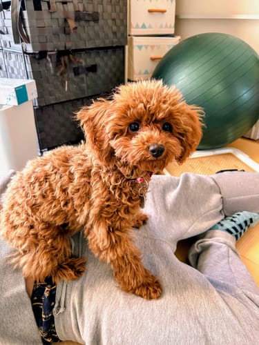 Customer photo review of FunFunPet 高機能ハーネス（お名前タグ作成サービス付き）