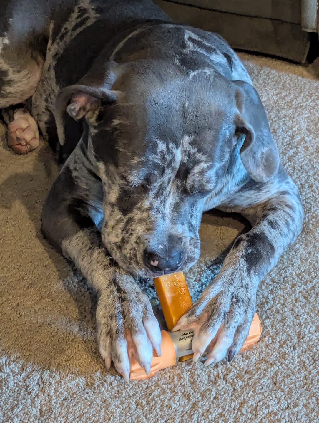 Customer photo review of Pumpkin Yak Chews