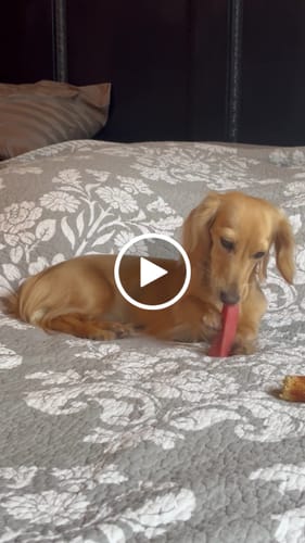 Customer video review of Long-Lasting Yak Chews — 4 Flavor Pack