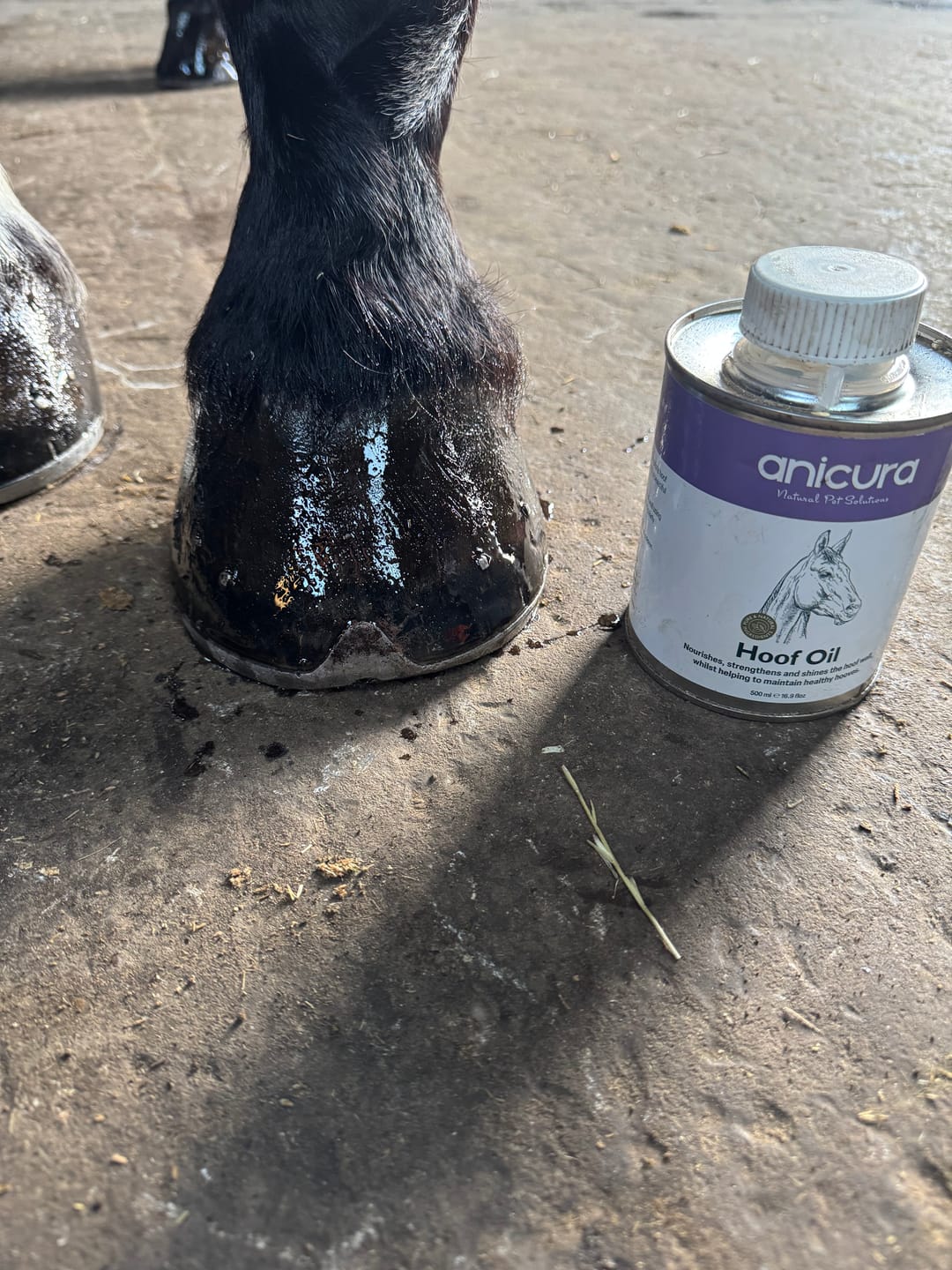 Customer photo review of Hoof Oil
