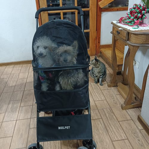 Customer photo review of Coche Mascota Plegable Light  Perro Gato Negro BeePet  by Bebesit