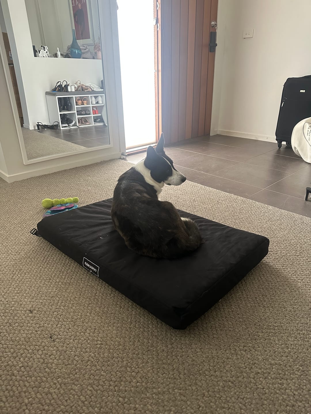 Customer photo review of Kangaroo Dog Crate Mat