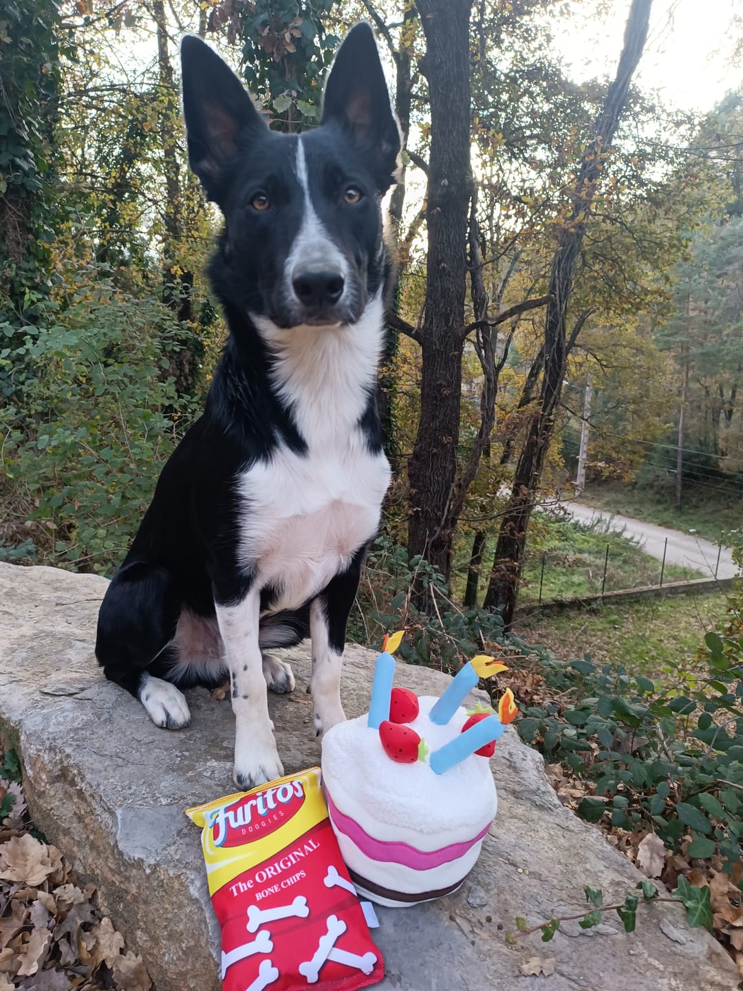 Customer photo review of Puppy