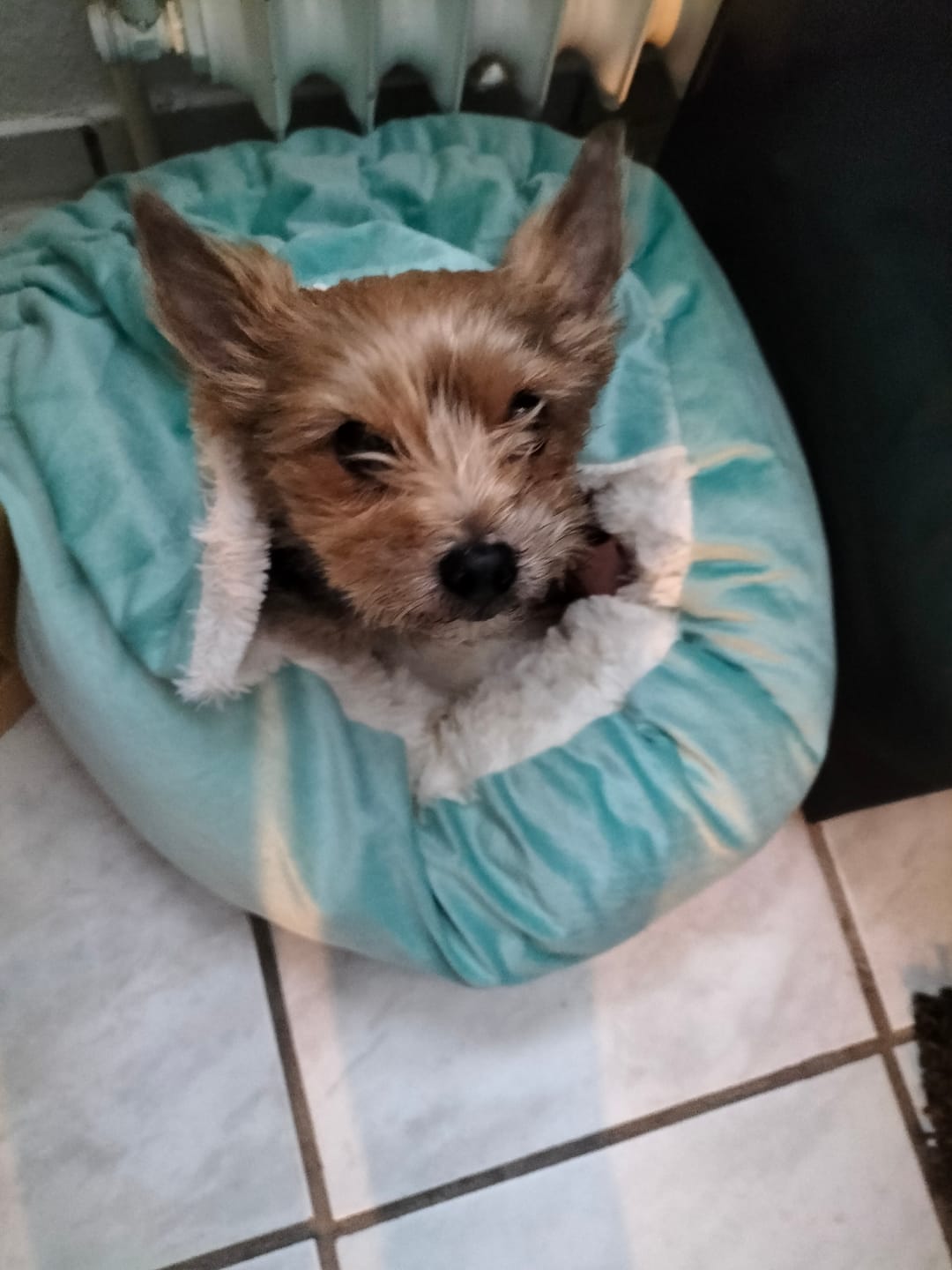 Customer photo review of Emmalove - Kuschelhöhle für Hunde