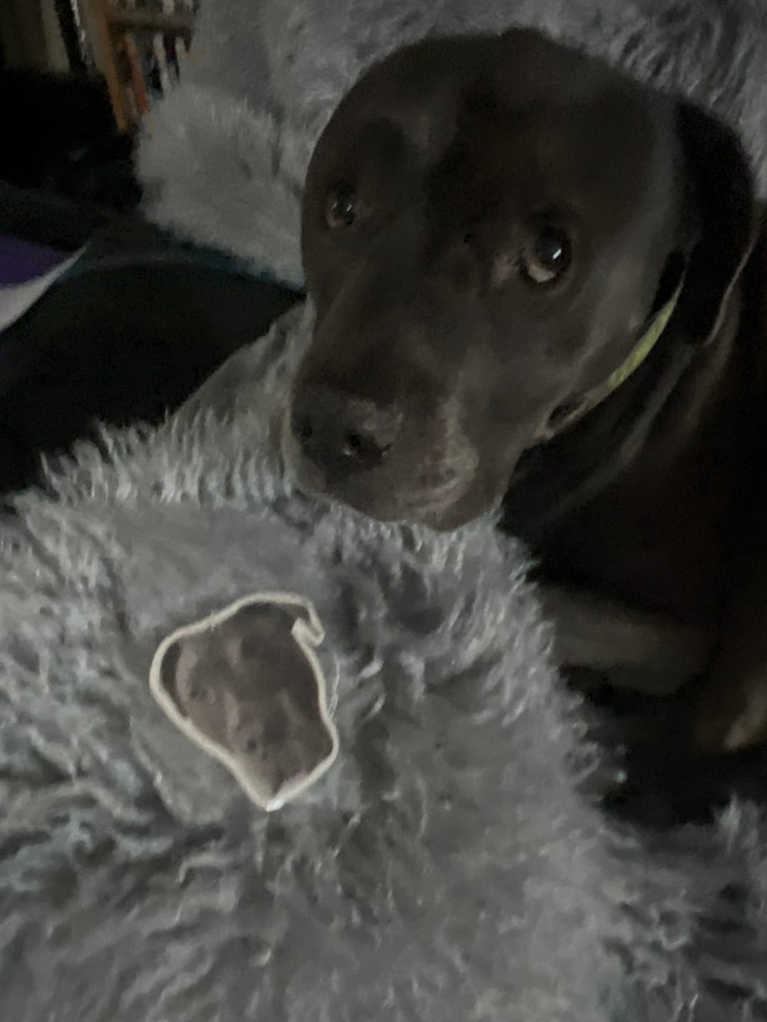 Customer photo review of Personalised Custom Car Air Freshener With Your Photo