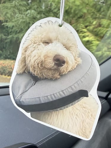 Customer's custom air freshener hanging in a car, showing a photo of a fluffy dog sleeping in a neck collar.