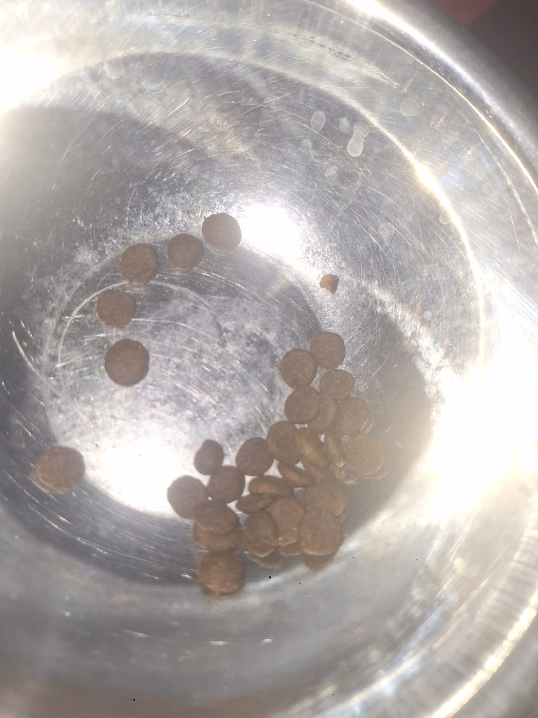 Customer photo review of Bokato Petit Razas Pequeñas