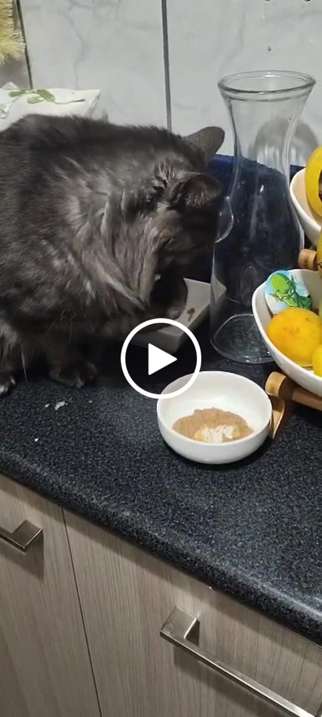 Customer video review of Prebiotic Salmon Gatos