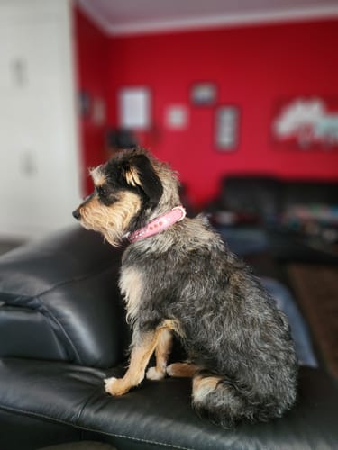Customer photo review of Hand Made Leather Dog Collar - Baby Pink Crystal & Rose Gold (Slimfit)