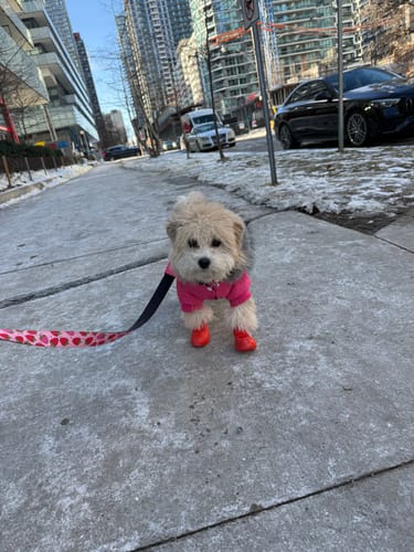 Customer photo review of WagWellies® by wagwear