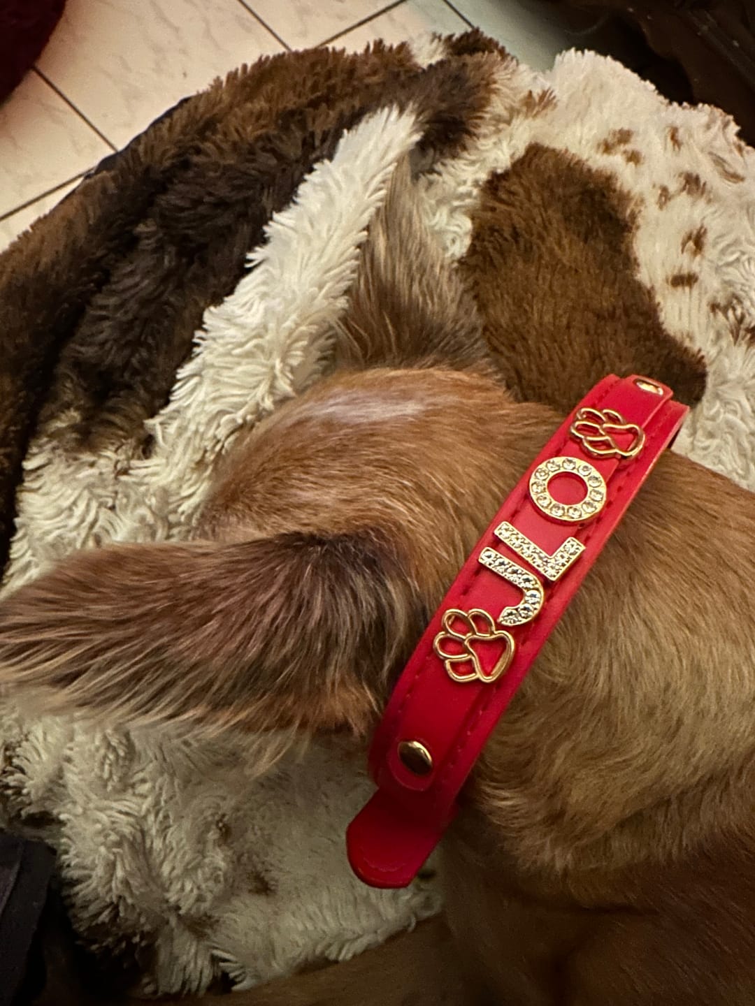 Customer photo review of The Personalized Sparkle Collar