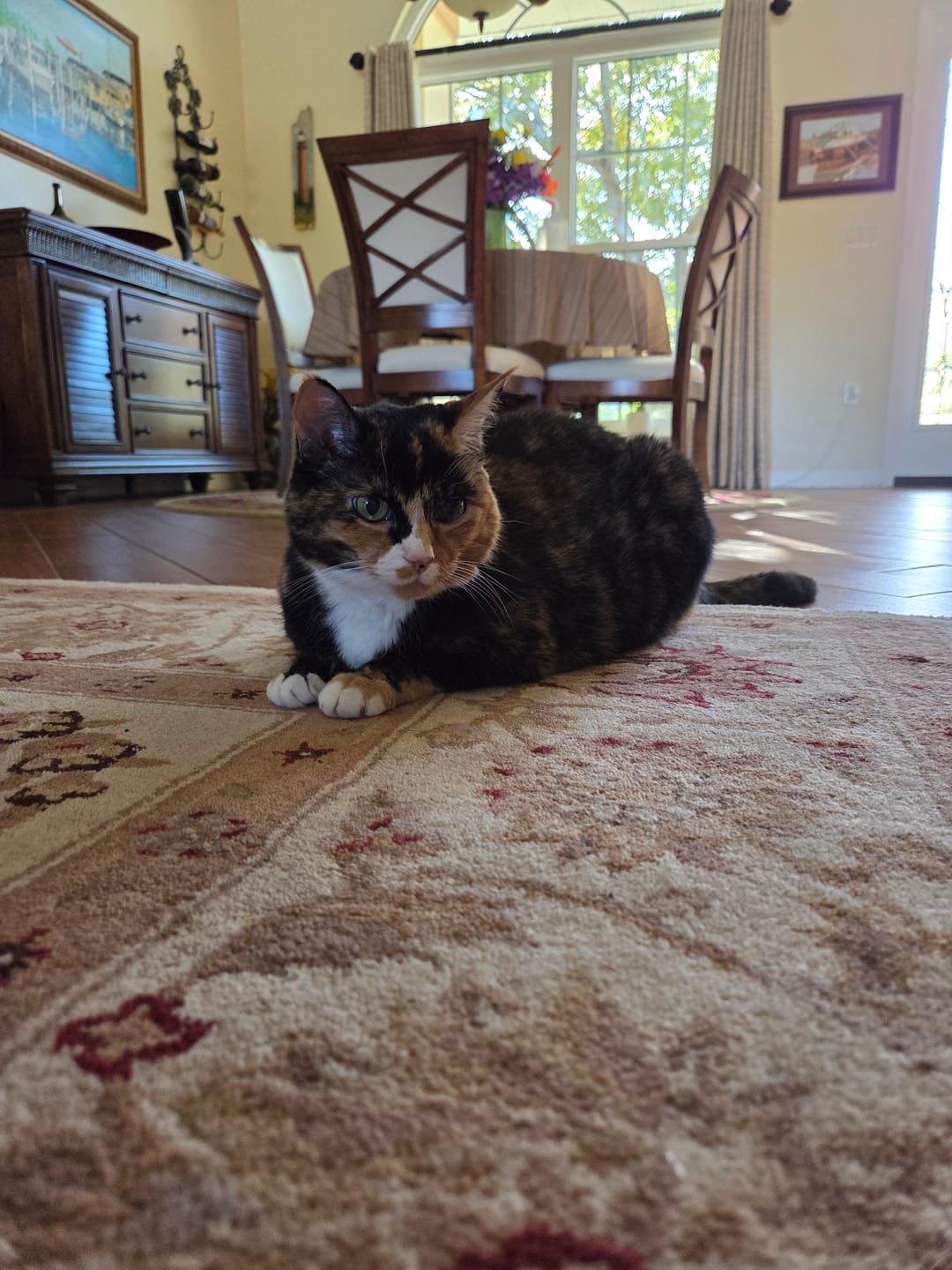 Customer photo review of Cat Calming & Aggression Aid
