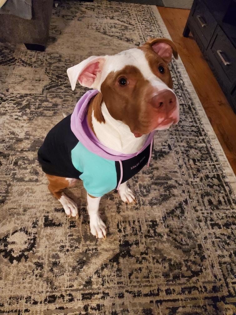 Customer photo review of Cyber Punk Dog Hoodie