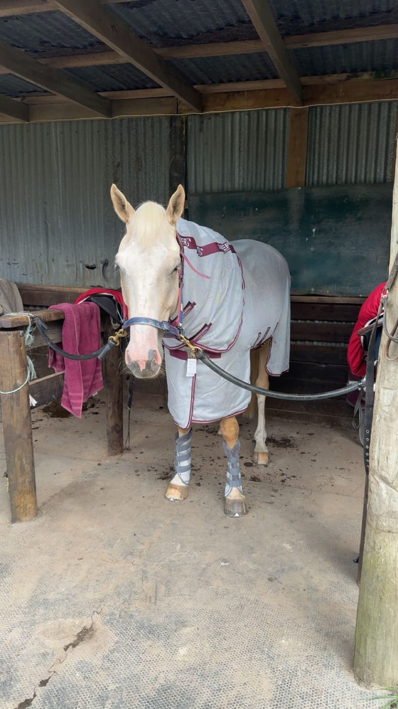 Customer photo review of Amigo Bug Buster Vamoose NFZ Fly Sheet