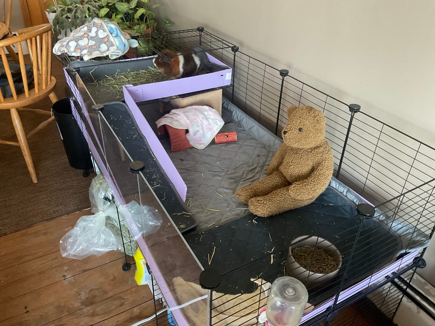 Customer photo review of 4x2 C&C Cage with Loft & Stand