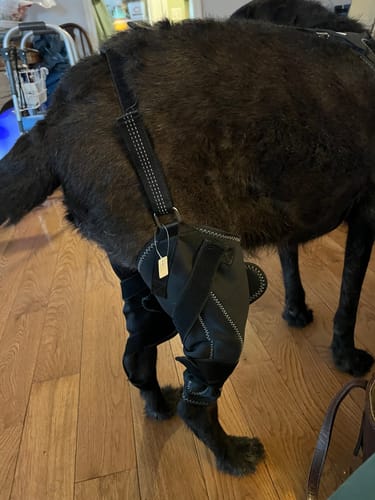 Customer photo review of Dual-Leg Hinged Knee Support Harness for Dogs