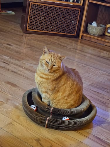 Customer photo review of 2x Blisso Advanced Cat Probiotic | Cat Probiotic for Diarrhea & Kidney Support