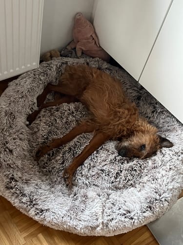 Customer photo review of Hundebett - Katzenbett rund Wuscheldonut