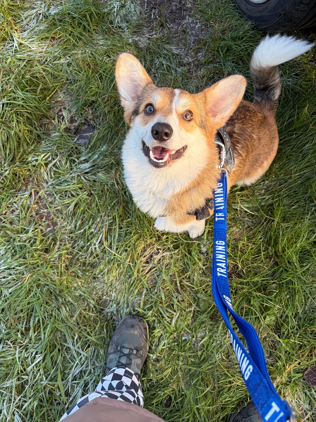 Customer photo review of Awareness Multi-Way Lead