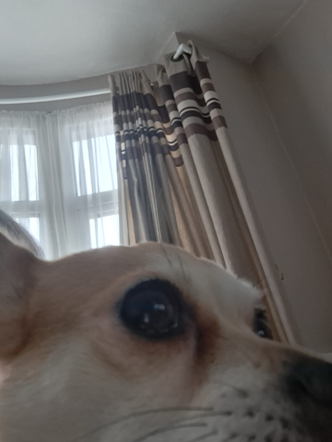Customer photo review of Tear Stain Remover Solution for Dogs