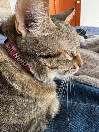 Customer photo review of Collar personalizado para Mascota: Corazones