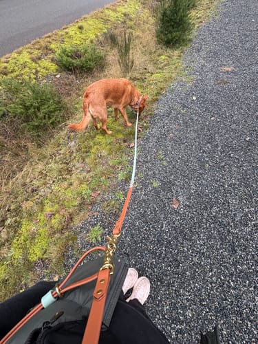 Customer photo review of Biothane Traffic Handle Dog Leash