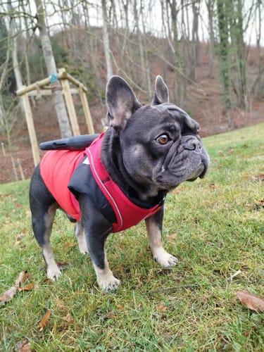 Customer photo review of Manteau d’hiver pour Bouledogue Français et Anglais