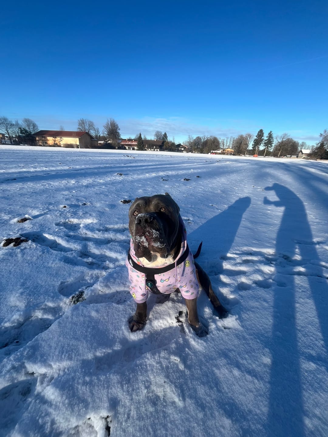 Customer photo review of Good Vibes Dog Hoodie - Purple