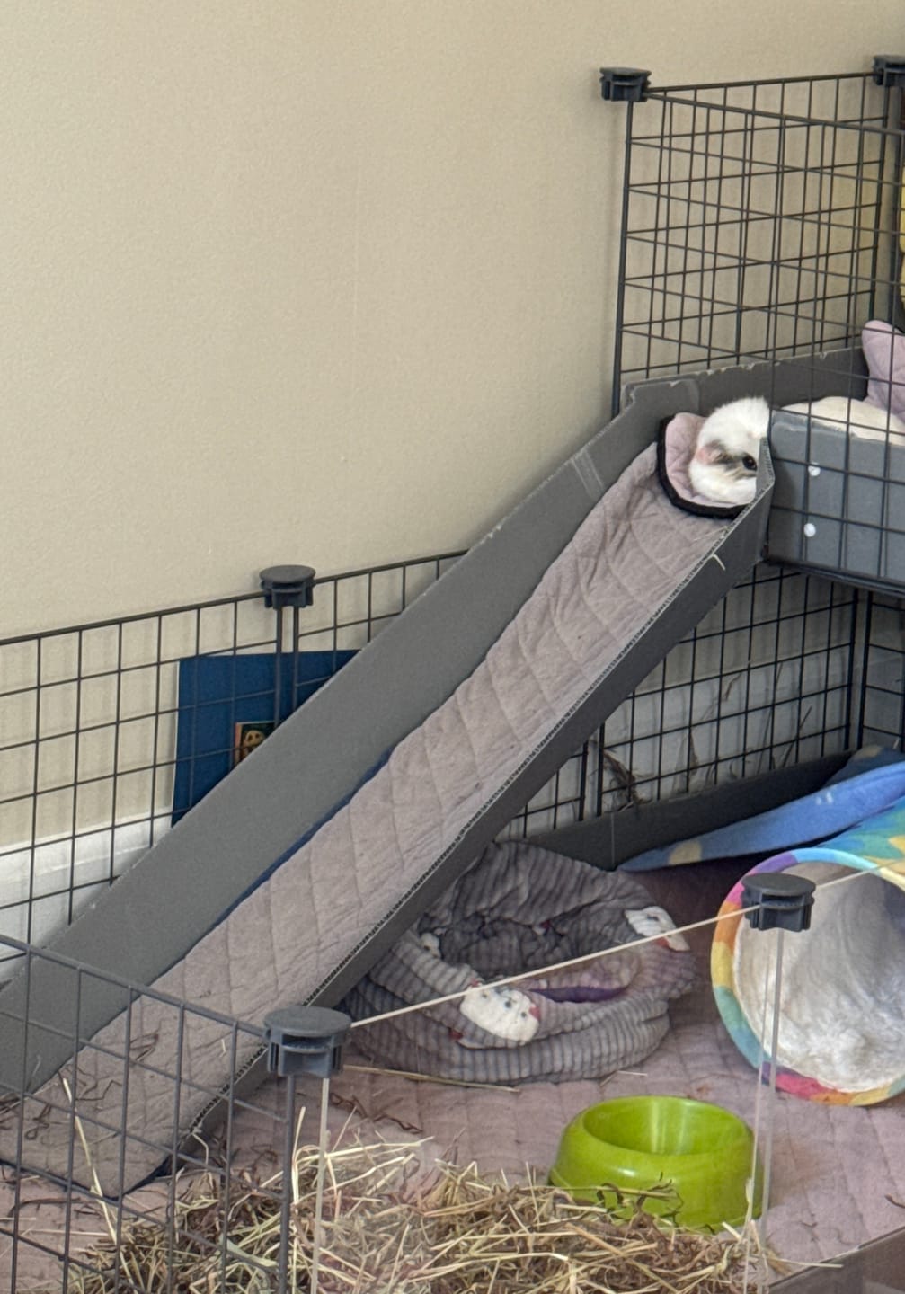 Customer photo review of GuineaDad Fleece Balcony Ramp Liner