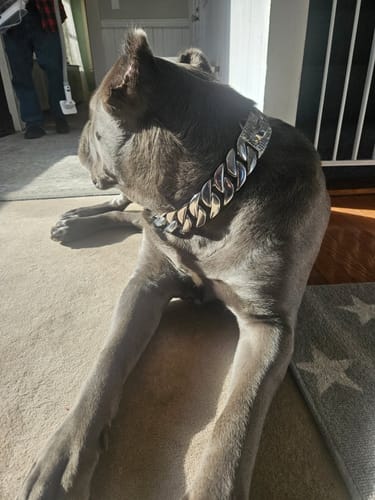 Customer photo review of THE GOLIATH 1.75 Inch Dog Collar - Stainless Steel Cuban Link Premium XXL