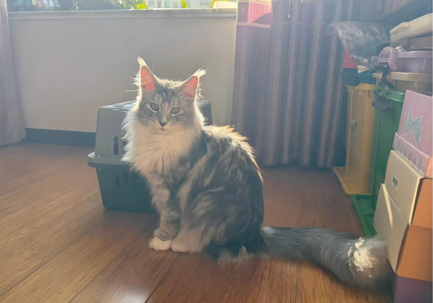 Customer photo review of PawSwing Neo Self Grooming Cat House | 🔸Pre-Order🔸