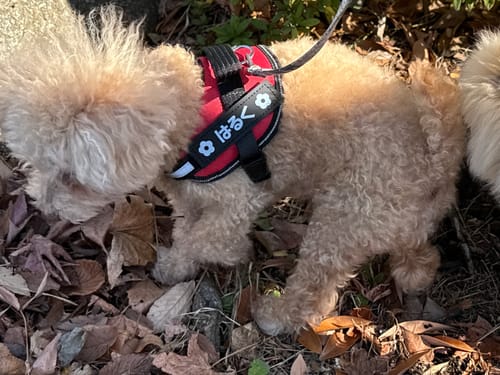 Customer photo review of FunFunPet 高機能ハーネス（お名前タグ作成サービス付き）