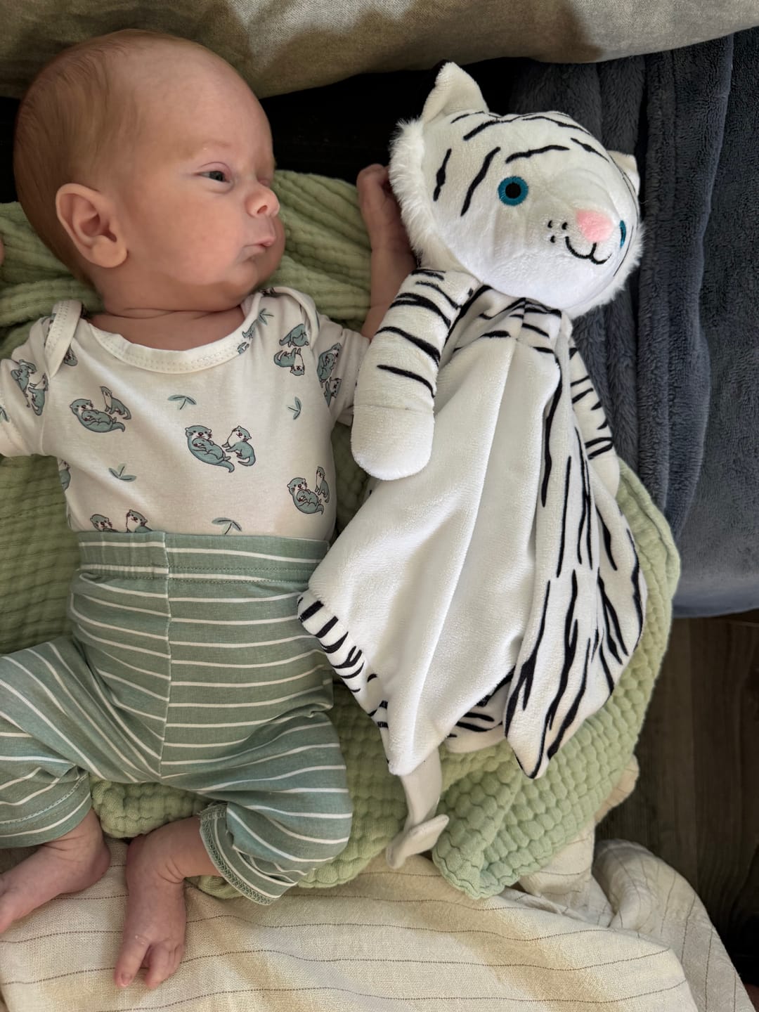 Customer photo review of Delly the White Tiger