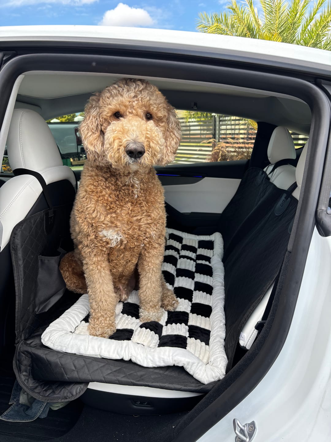 Customer photo review of Plush Backseat Dog Bed (Made For The Hard Bottom Car Seat Cover)