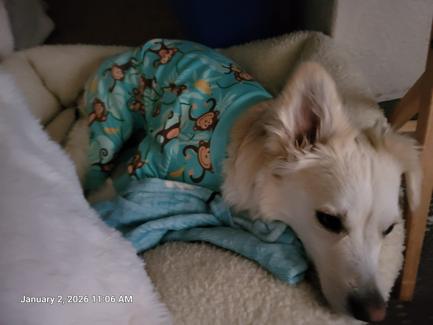 Customer photo review of Dog Pajama - Monkey Business