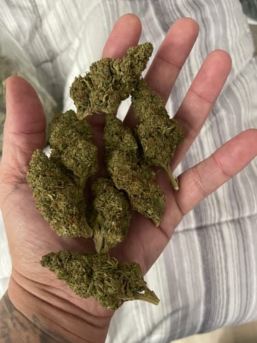 Customer photo review of Cheap THCA Flower Quarter Pound