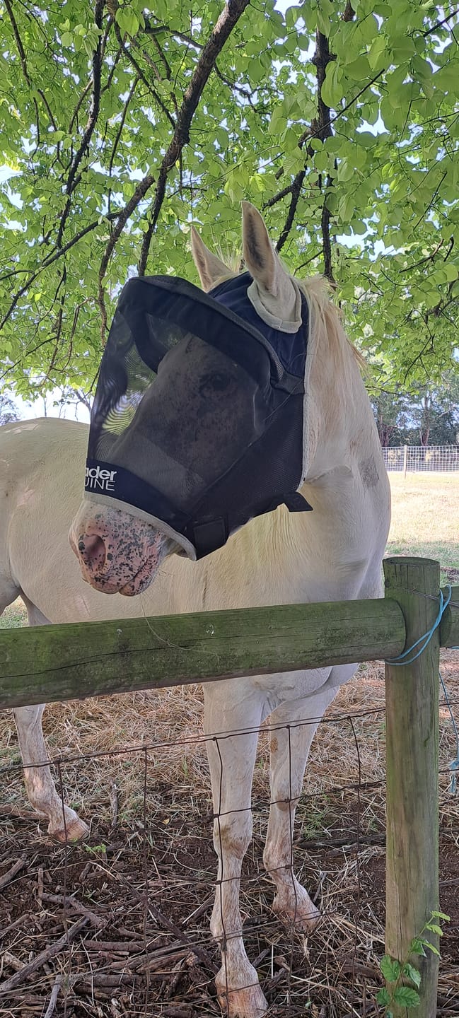 Customer photo review of LE Outback Flymask Original