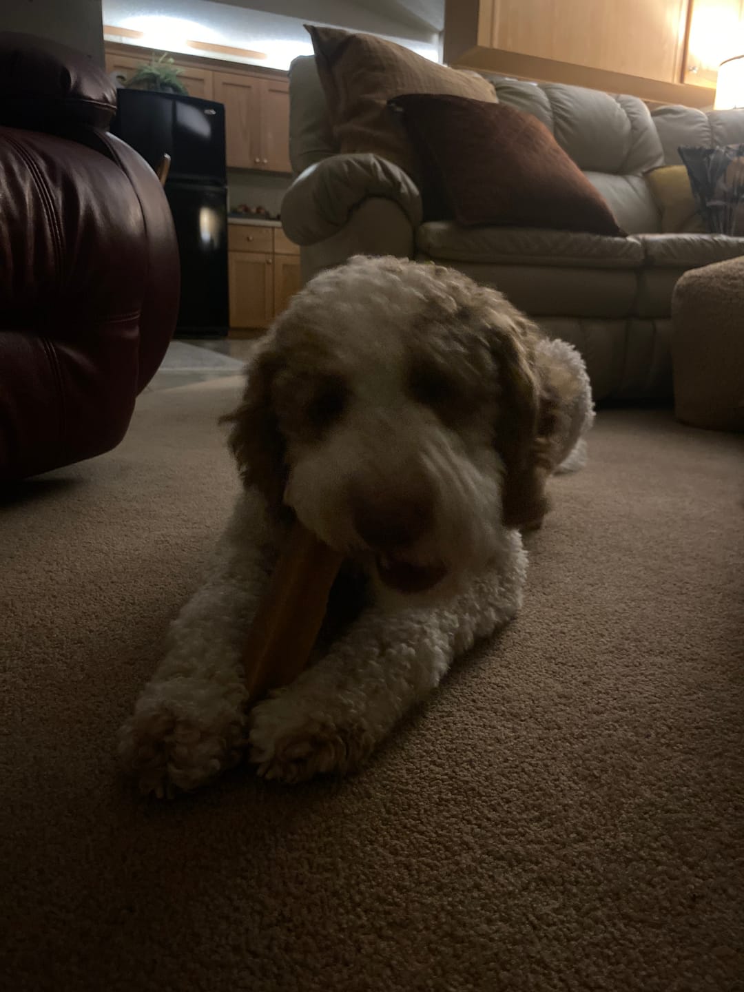 Customer photo review of Himalayan Yak Chew (MEGA)