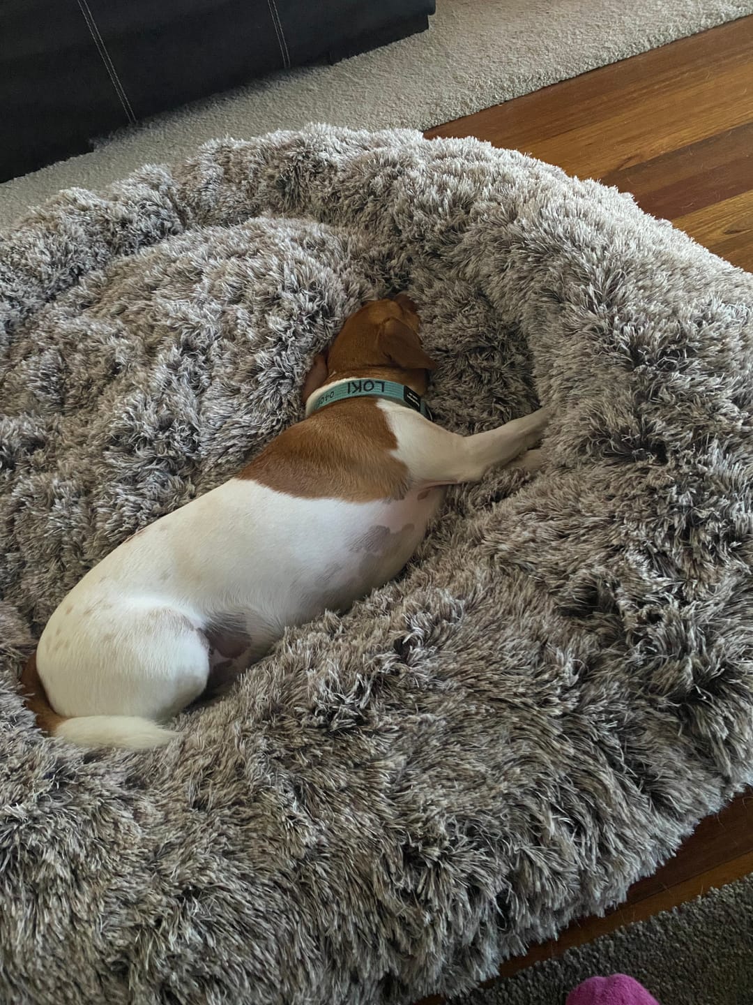 Customer photo review of Calming Pet Bed with Removable Cover