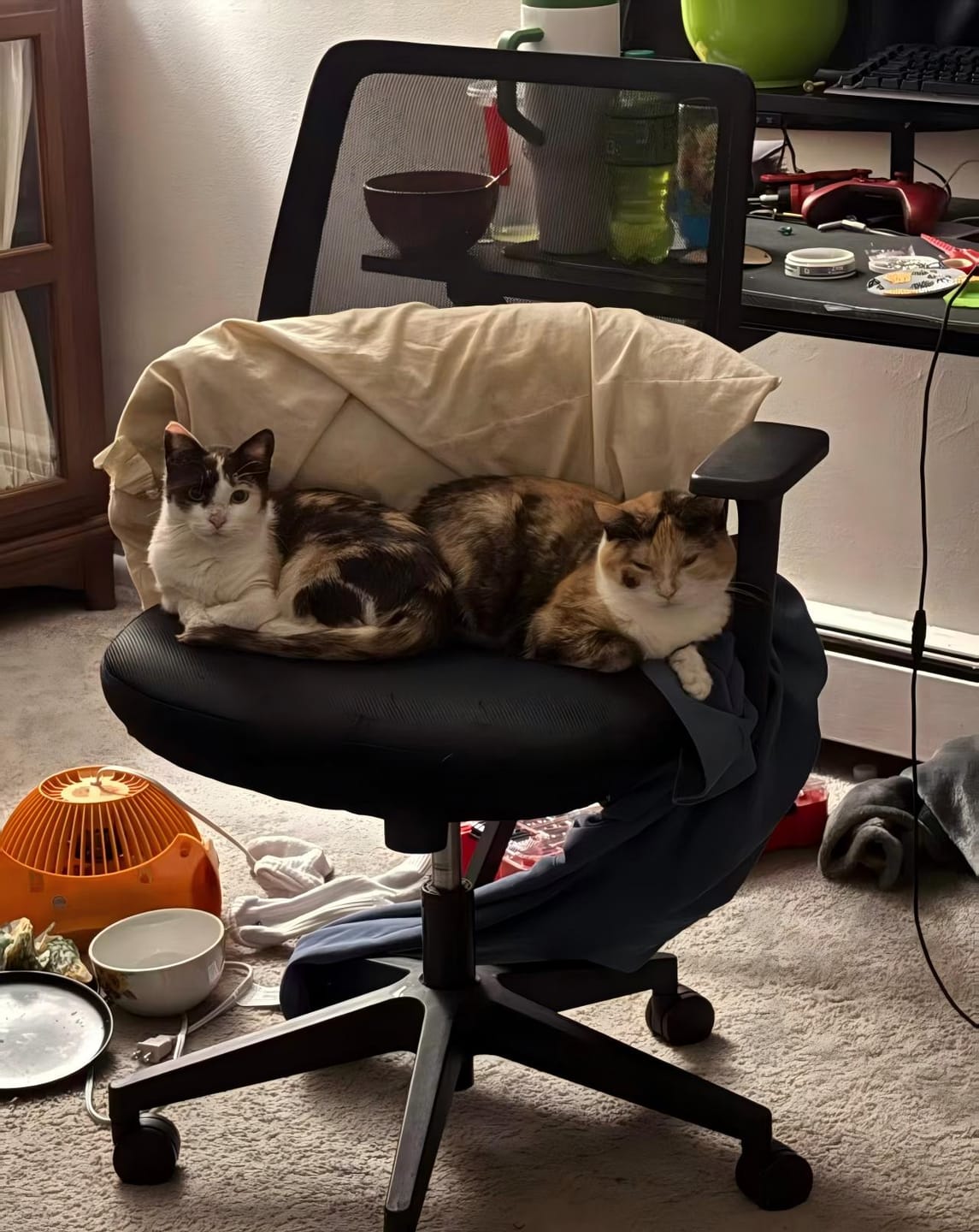 Customer photo review of PawSwing Neo Self Grooming Cat House | 🔸Pre-Order🔸