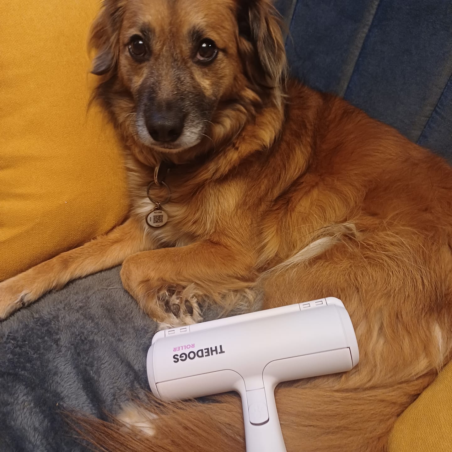 Customer photo review of THE DOGS ROLLER — Quita pelos en segundos