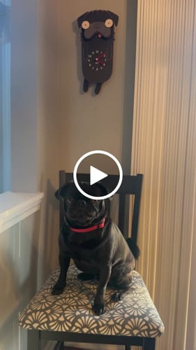 Customer video review of Penny the Pug Pendulum Clock