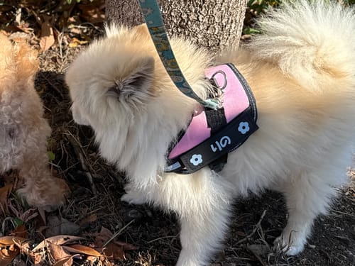Customer photo review of FunFunPet 高機能ハーネス（お名前タグ作成サービス付き）